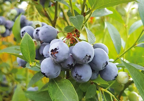 ‘Mini Blues’ – new northern highbush variety