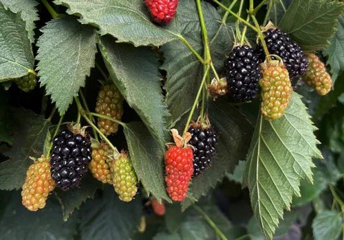 Multibaies is back with raspberries and blackberries!